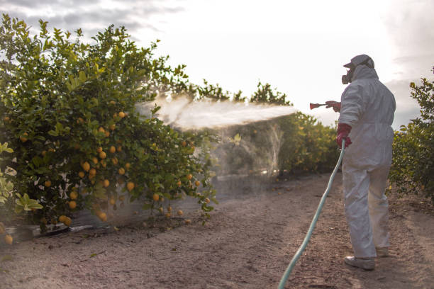 Best Bed Bug Extermination  in Heyville, AL